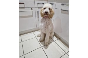 Poodle For Sale in the UK