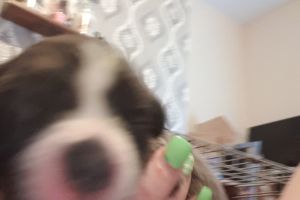 Cute Staffordshire Bull Terrier For Sale