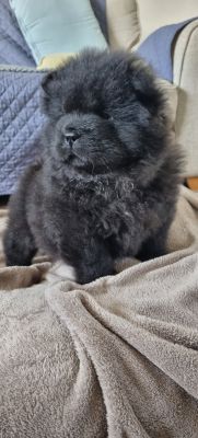 Cute Chow Chow For Sale