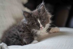 Maine Coon Online Listings