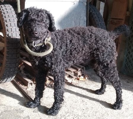 Toy Poodle For Stud in Lodon