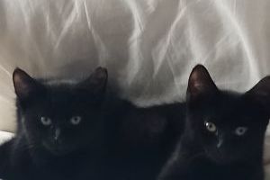 5 month old Adorable Black female kittens for sale