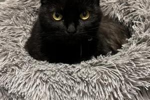 Black female cat for sale