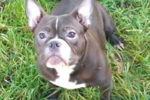 8 month old American Bully puppy for sale