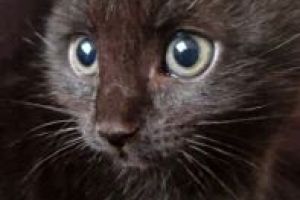 Black half maine coon kitten for sale