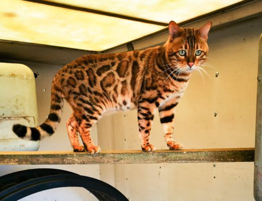 Bengal For Stud in Lodon