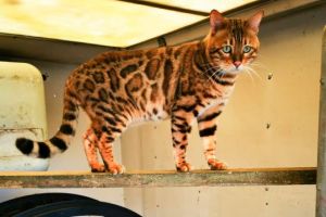 Duel Registered Bengal for STUD. DNA Tested Clear!