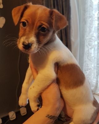 Jack Russell For Sale in the UK