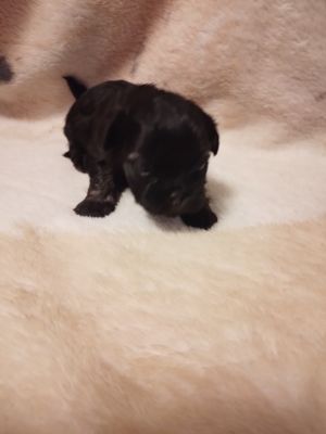 Lhasa Apso For Sale in Great Britain