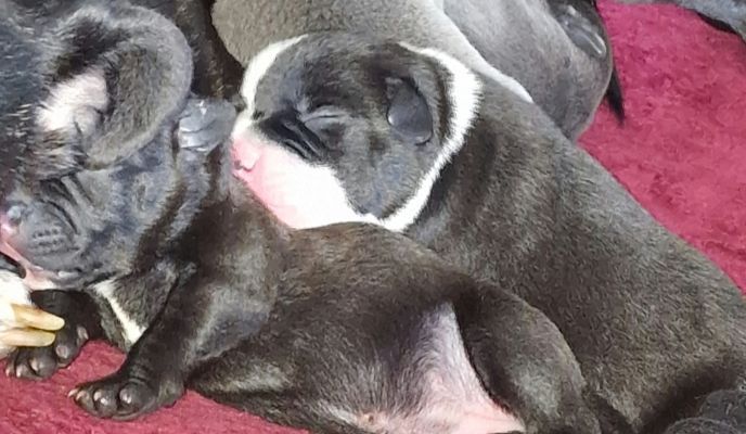 2 beautiful black & white staffy pups! | UKPets