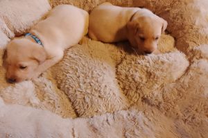 Adorable Labrador Puppies for Sale