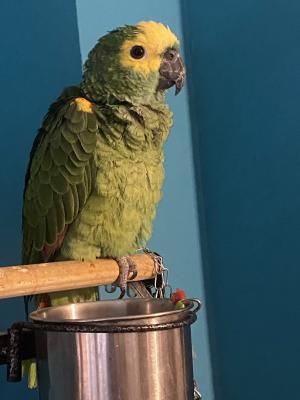 Parrots for Rehoming