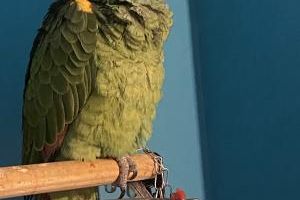 Parrots for Rehoming