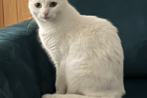 Female white cat for sale