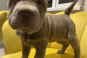 Shar Pei puppies for Sale
