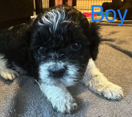 Shih Poo - F2 second generation puppies for sale | UKPets