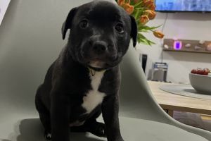 6 Staffordshire Bull Terrier puppies for sale