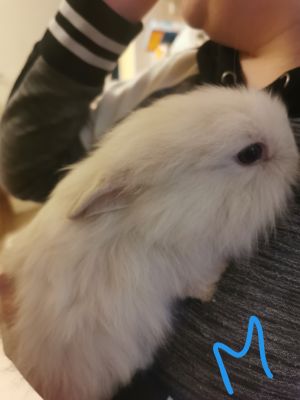 Lionhead For Sale in Great Britain