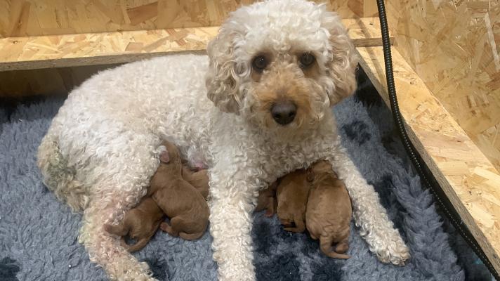 Cavapoo For Sale in the UK