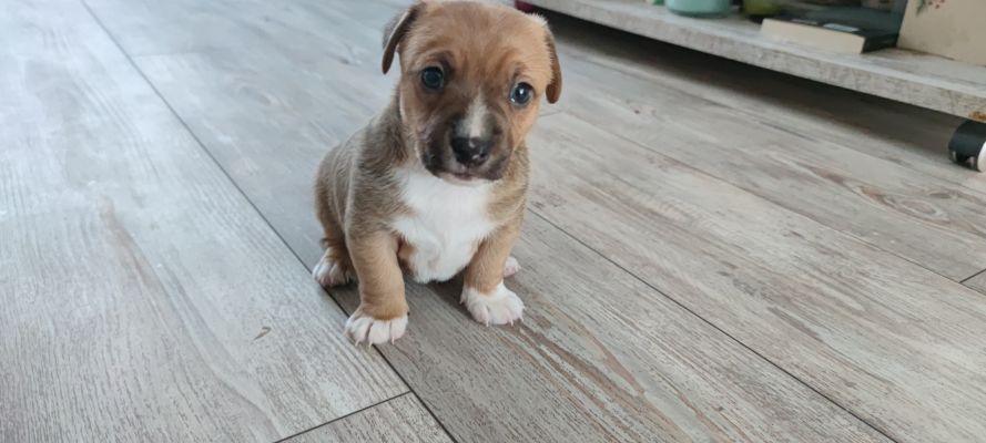 Cute Jack Russell For Sale