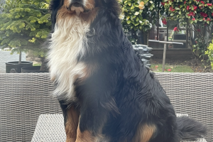 Available Bernese Mountain Dogs