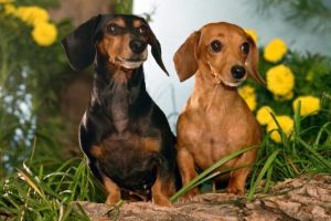 Dachshund Wanted in Great Britain