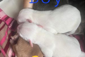 Staffordshire bull terrier pups for sale
