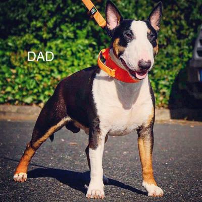 English Bull Terrier Puppies For Rehoming