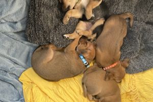 Mixed Breed Online Listings