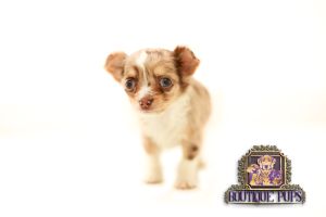 Long Hair Quality DWKC Chihuahua puppies for sale