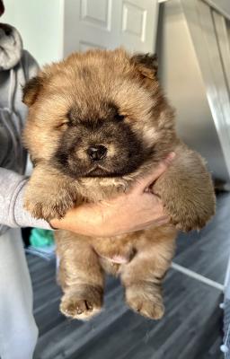 Chow Chow For Sale in Lodon