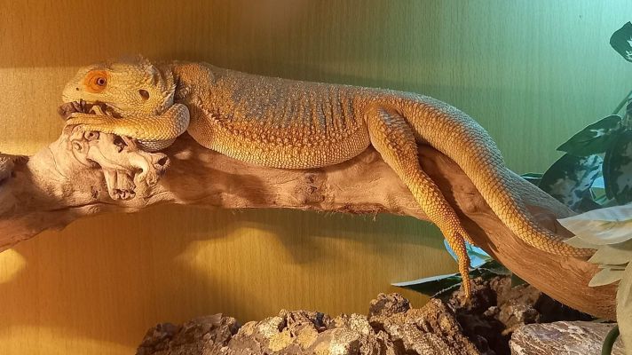 Bearded Dragon For Sale in Great Britain