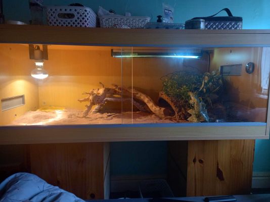 Blue bearded dragon plus full set up | UKPets