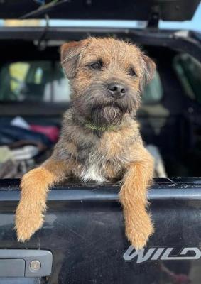 Border Terrier For Stud in the UK