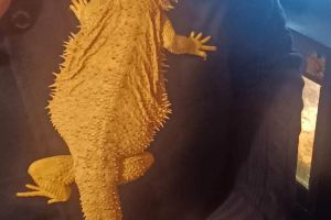 Bearded Dragon For Sale