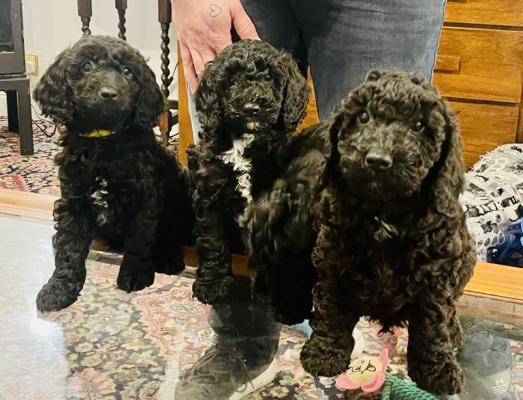 F1b cockapoo store puppies for sale