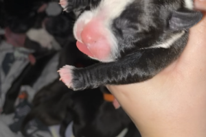 Staffy puppys for sale
