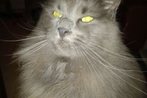 Nebelung For Sale