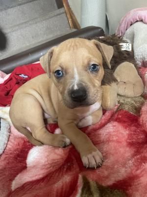American Staffordshire terrier  For Sale in Great Britain