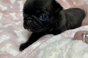 Beautiful KC Pug Puppies for Sale