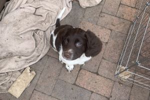 English Springer Spaniel For Sale in Great Britain