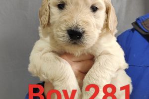 Beautiful Goldendoodle Puppies for Sale