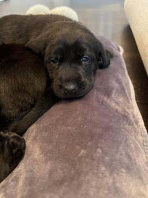 Chunky black Labrador puppies for sale only 3 girls available now | UKPets