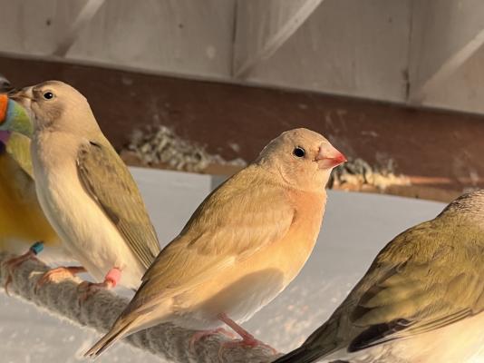 Available Finches