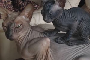 Sphynx For Sale in the UK
