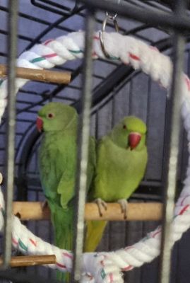 Parakeet For Sale in Lodon