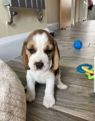 Cute Beagle For Sale