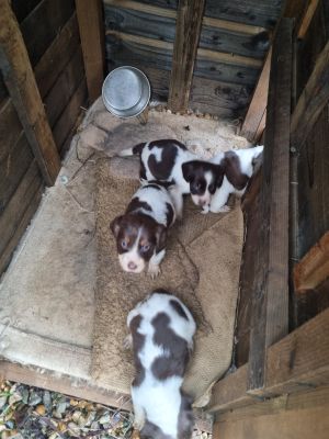 Clumber Spaniels for Rehoming
