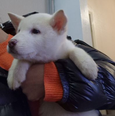 White American akita pups 3 left for sale | UKPets