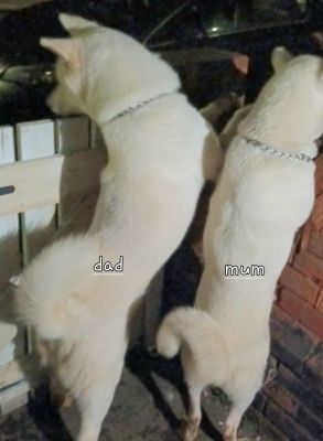 White American akita pups 3 left for sale | UKPets